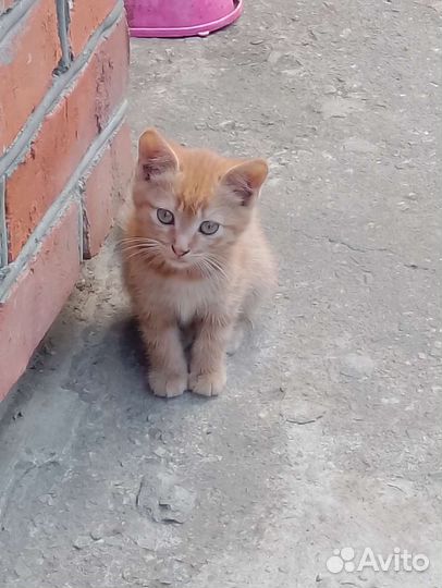 Котенок в дар бесплатно