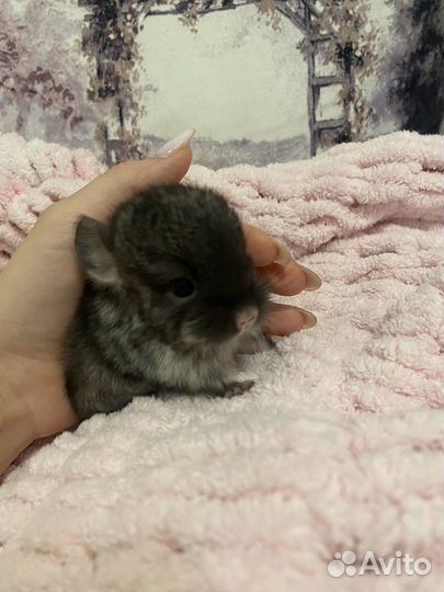 Шиншилленок