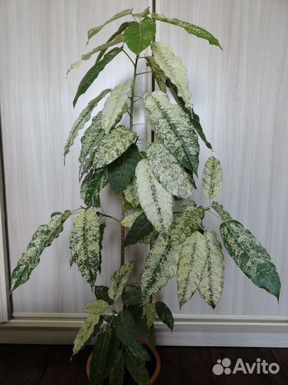 Фикус Алтиссима Нью Клон