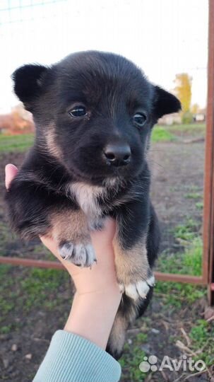 Щенки девочки в дар