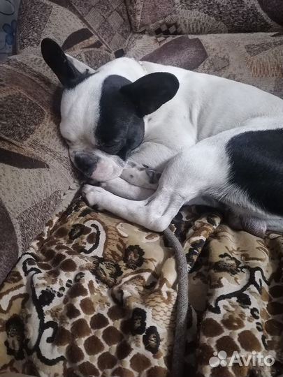 Французский бульдог