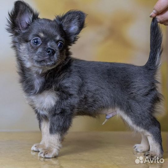 Чихуахуа щенок мальчик