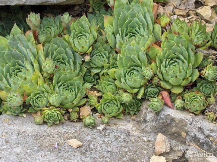 Почвопокровные растения