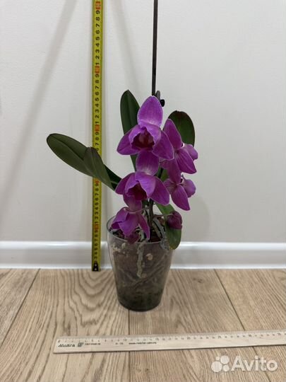 Орхидея фаленопсис пелорик