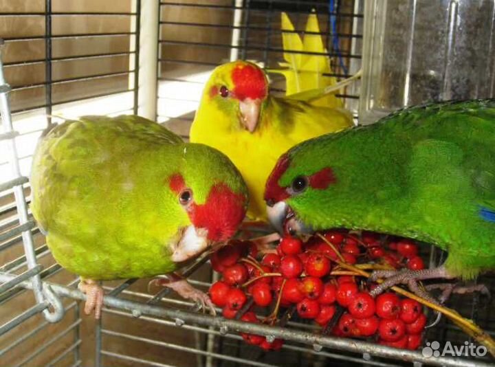 Попугайчики Какарики