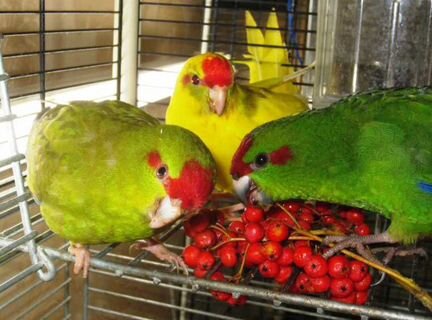 Попугайчики Какарики