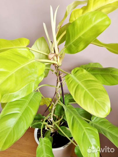 Филодендрон Малай Голд