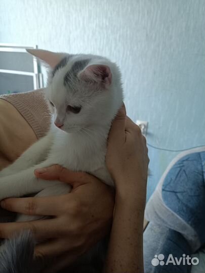 Кошка в дар бесплатно