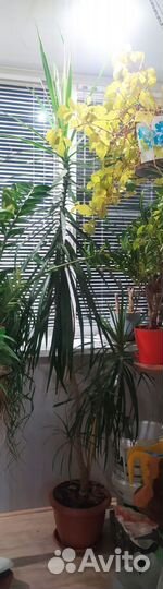 Цветы(пальмы)