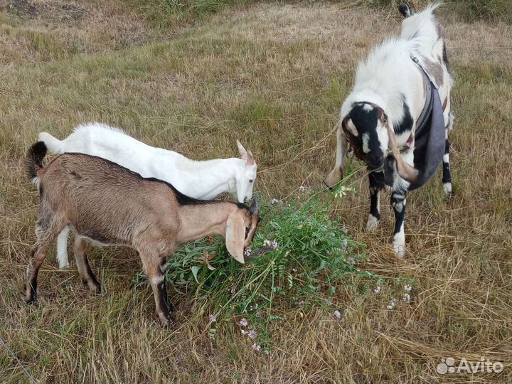 Нубийские козлики