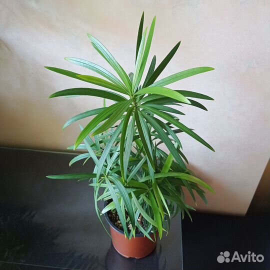 Растение подокарпус