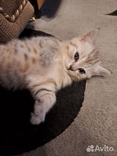 Шотландские котята