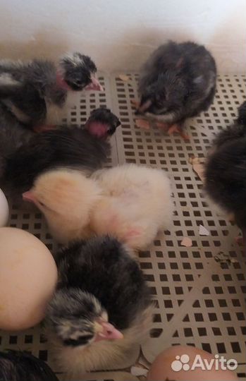 Инкубационное яйцо