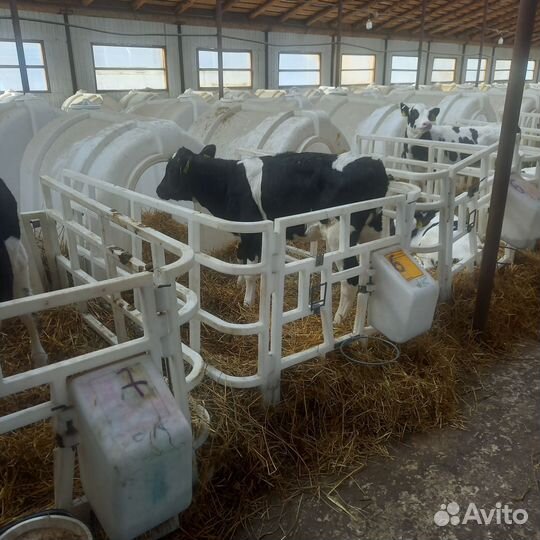 Молодняк бычки