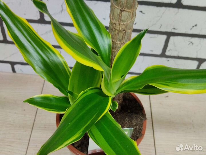 Драцена Голден Кост