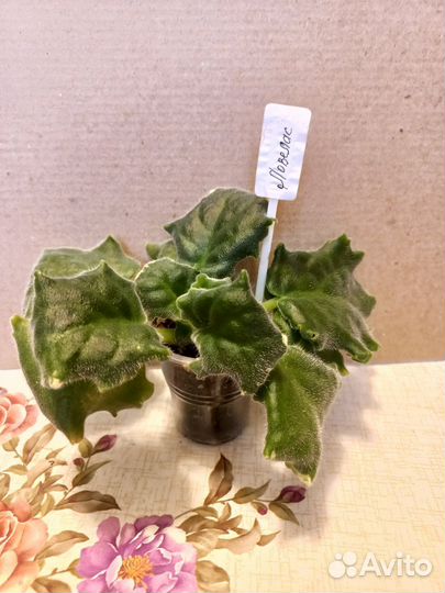 Сортовые фиалки 2