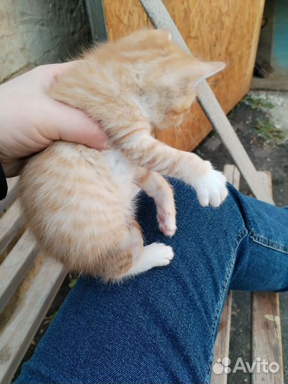 Кошки в добрые руки бесплатно