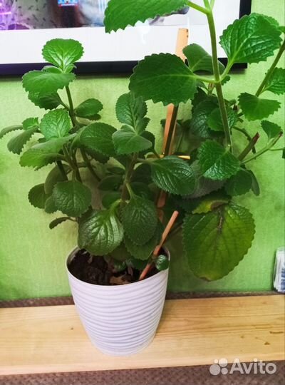 Комнатное растение Плектрантус или комнатная мята