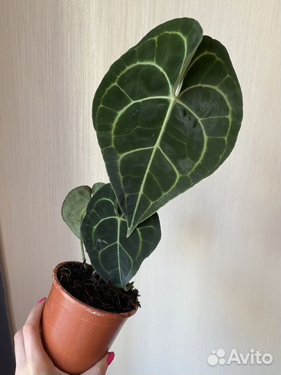 Антуриум кларинервиум