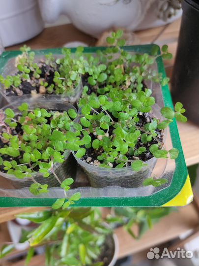 Солейролия