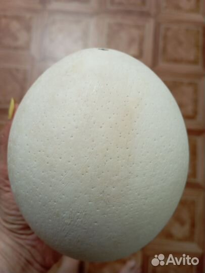 Яйцо страуса