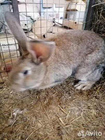 Мясо кролика