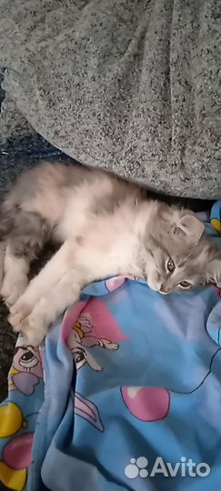 Отдам даром бесплатно