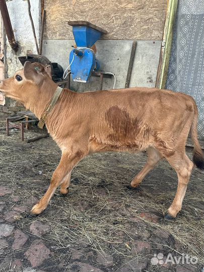 Чистокровная джейсерская телочка