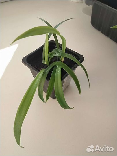 Хлорофитум