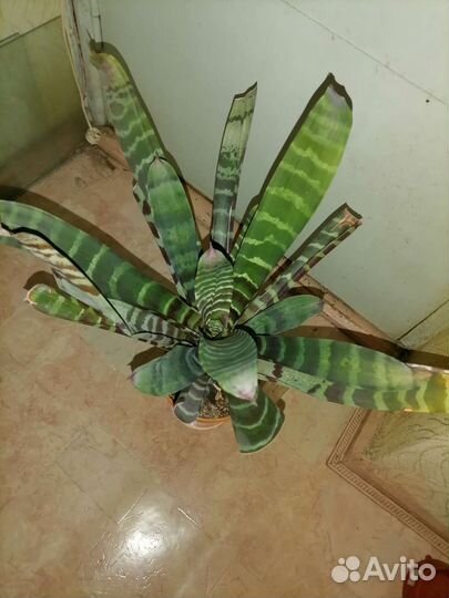 Вриезия, комнатный цветок