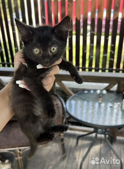 Котята бесплатно