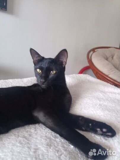 Сиамская кошка