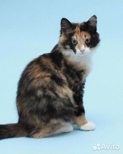 Котик в добрые руки