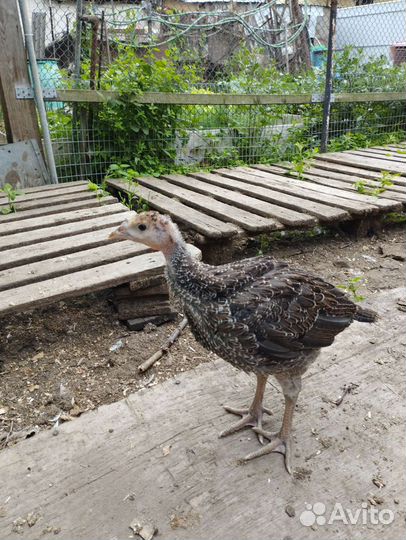 Индюшата подрощенные Северо-Кавказская бронзовая