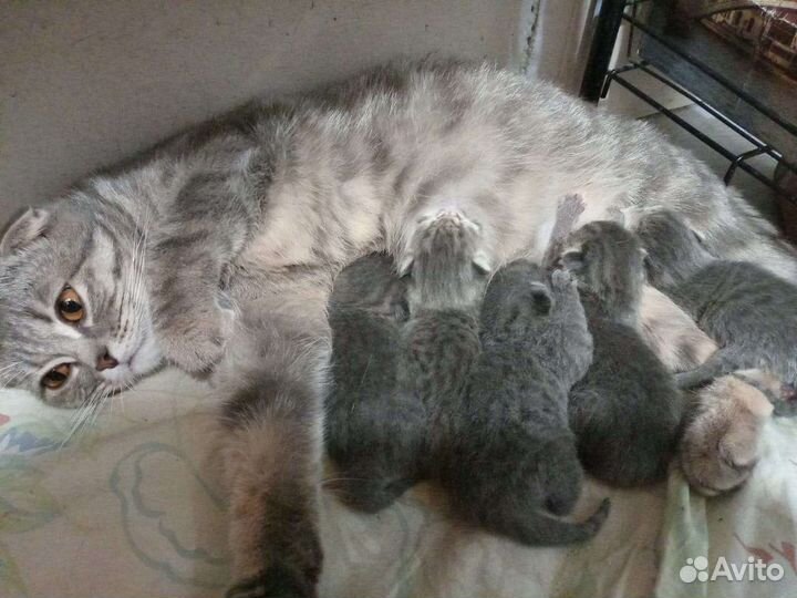 Британские вислоухие котята