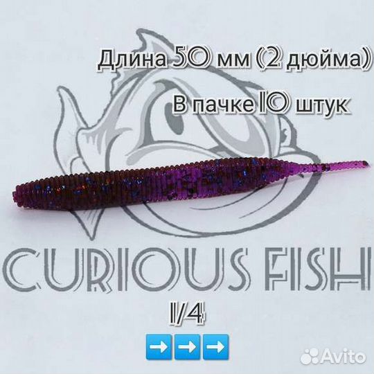 Curious Fish Sexi Waist 2 дюйма (5см)
