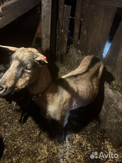 Коза дойная