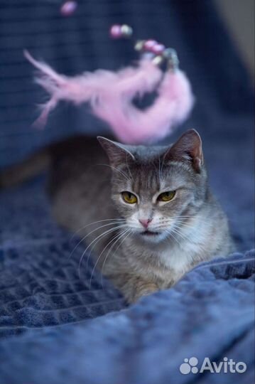 Ласковая кошка