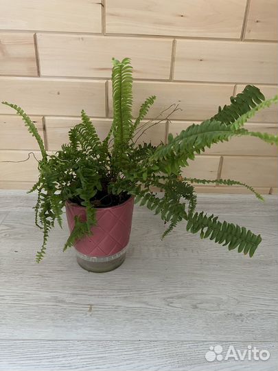 Комнатные растения