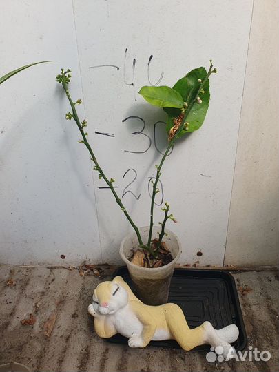 Разные сорта лимонов