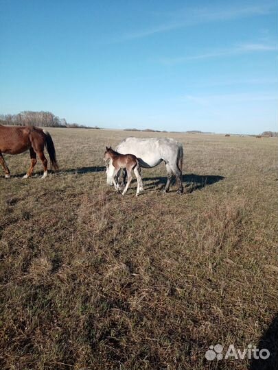 Жеребц, Кобыла
