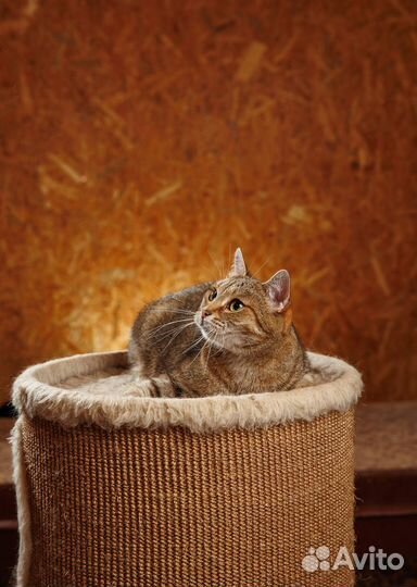 Очаровательная Роза найдет ключик к вашему сердцу