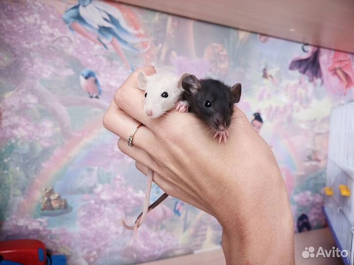 Крыса дамбо/стандарт/кудрявые