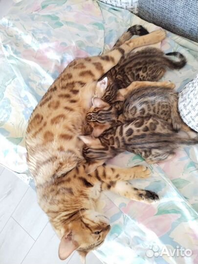Бенгальские котята