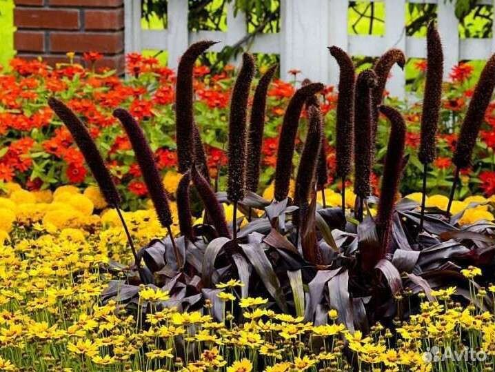 Семена просо декоративное Африкан