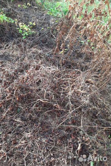 Раундап от сорняков Средство от борщевика