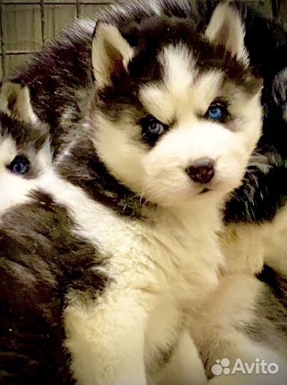 Лучшие представители породы