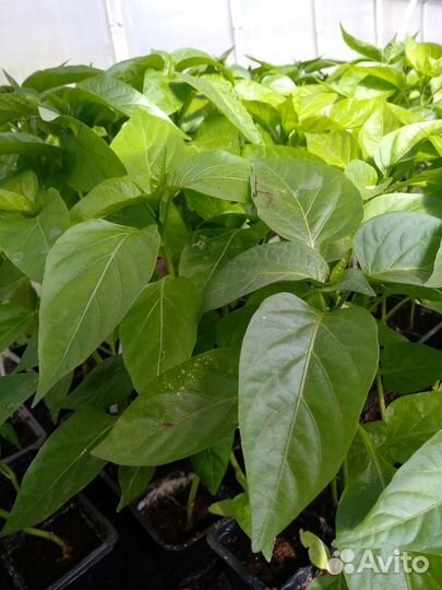 Рассада помидор,перца,огурцов