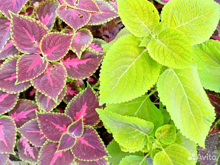 Колеусы вегетативные