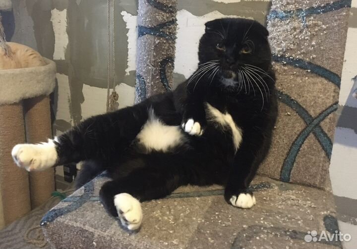 Вислоухий кот Боря